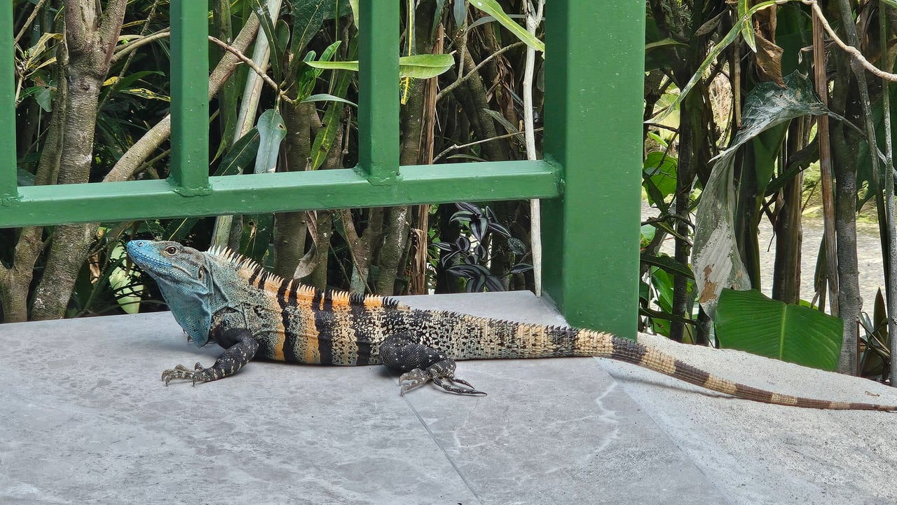 Private Jungle Retreat, Manuel Antonio, Puntarenas