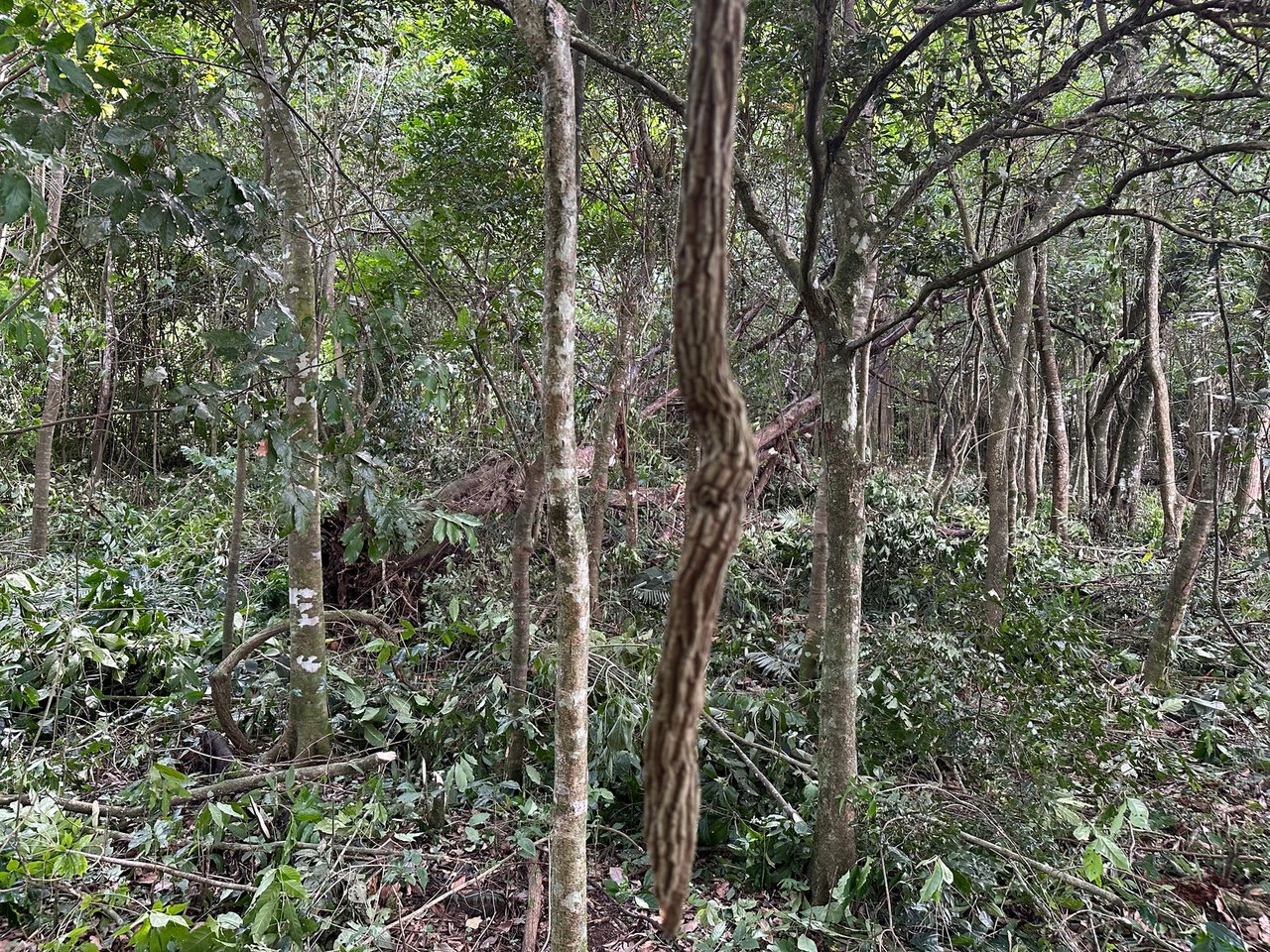 Panoramic View Buildable Land, Escazu, San Jose