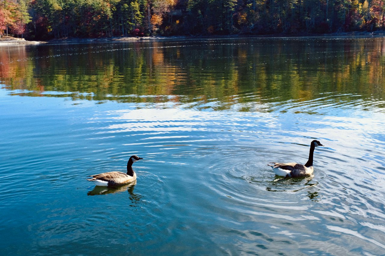 two ducks enjoying lake glenville in western north carolina