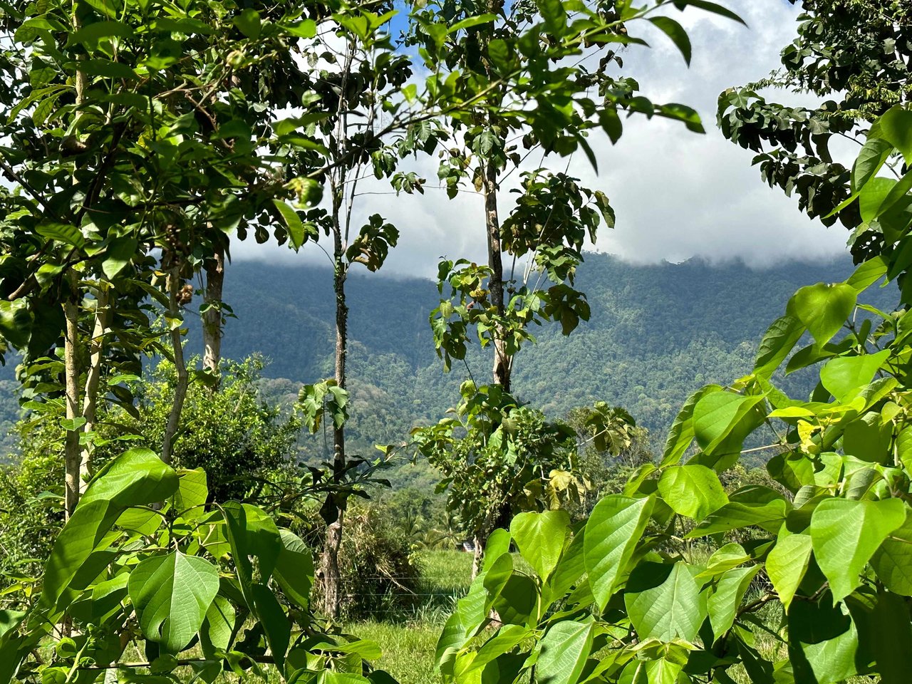 Over 3 Acres, Mountain View Lot in the Heart of Ojochal, Ready for Development!.
