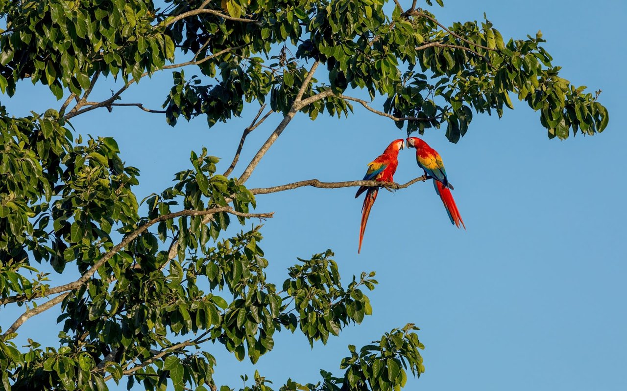 Animal Rescue and Krain in Costa Rica