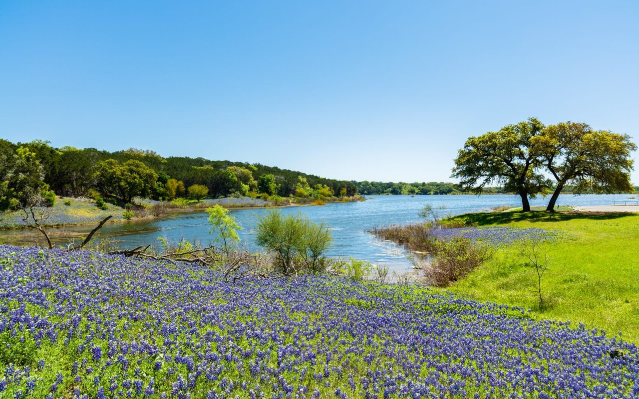 Photo of Blue Flowers by the River 