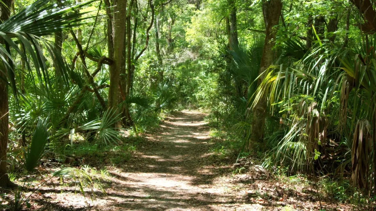 Discover the Best Hidden Hiking Trails in Brevard County