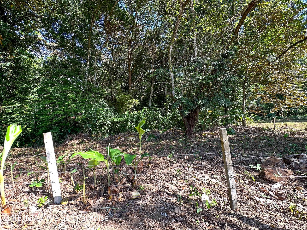 A large jungle-clad piece of land with mountain views, internal creek, and river frontage.