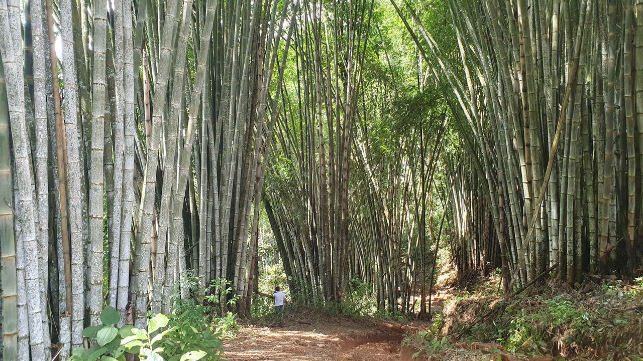 Bamboo & Forest Property #1 for Sale