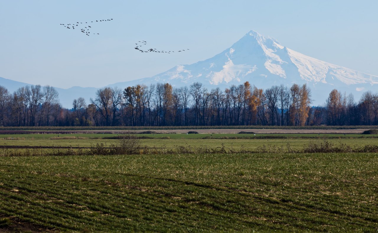 Sauvie's Island