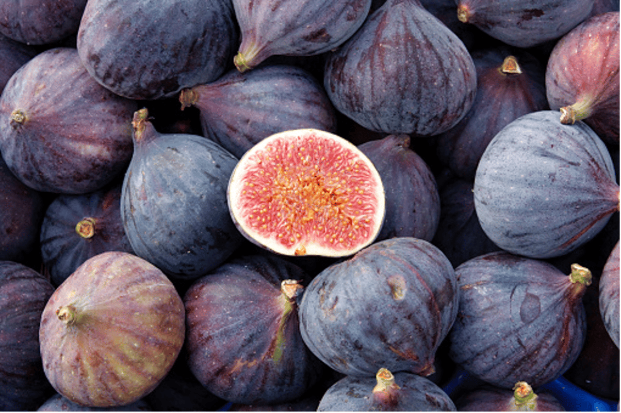 Caring for Your Fig Tree