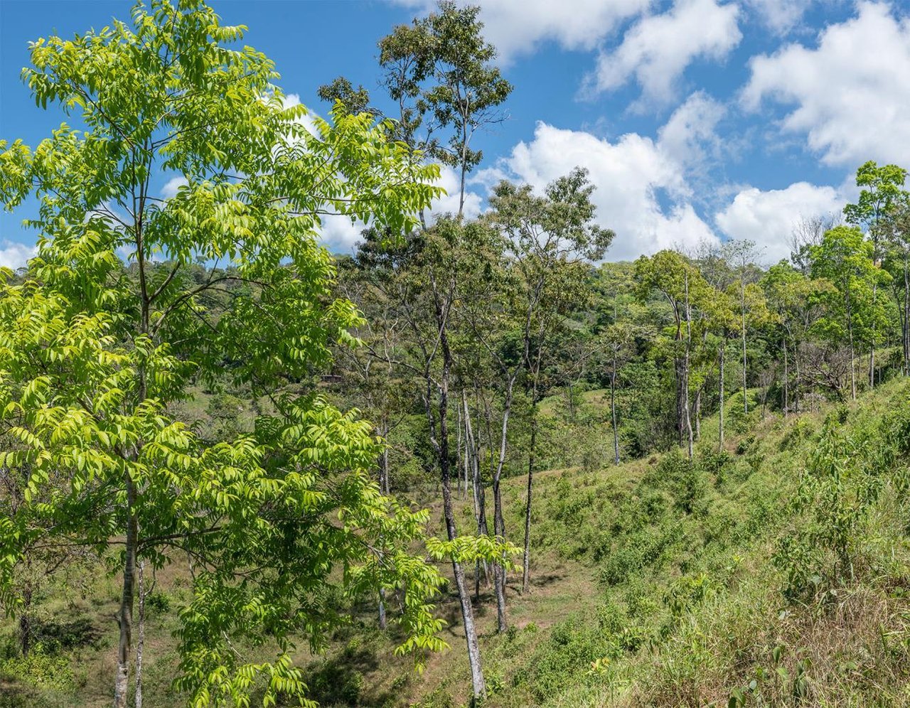 Prime Ocean and Whale tail View Development Land In Uvita