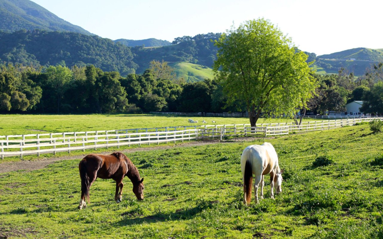 Santa Ynez