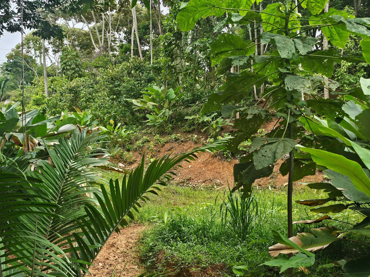 Discover Your Dream in Uvita's Prime Real Estate