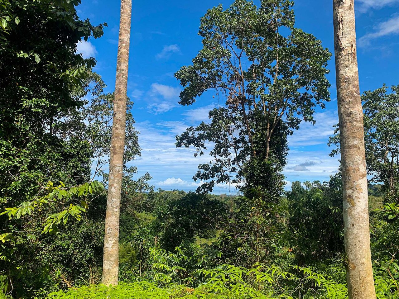 Farm In Chontales, 47 Acres With Ocean View And River