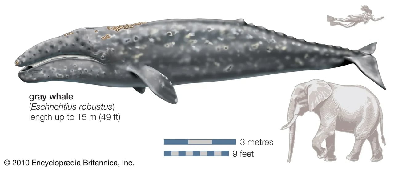 Malibu Gray Whale Migration 