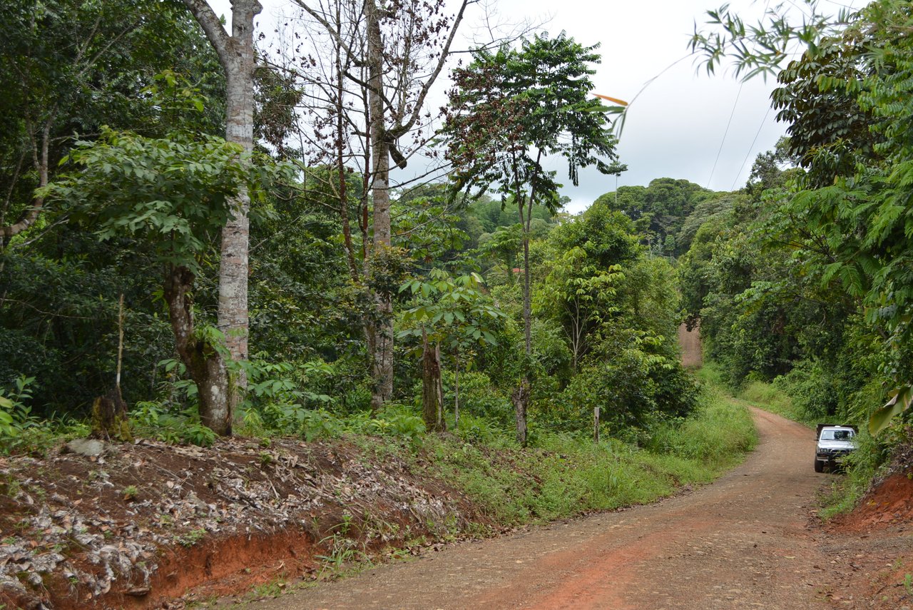 7.6 Acres Calle Camaron Platanillo