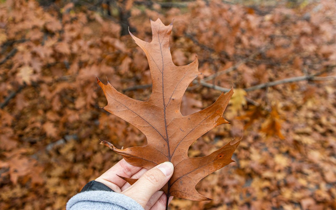 Here's Your Fall Cleanup Checklist To Prep Your Yard For Winter