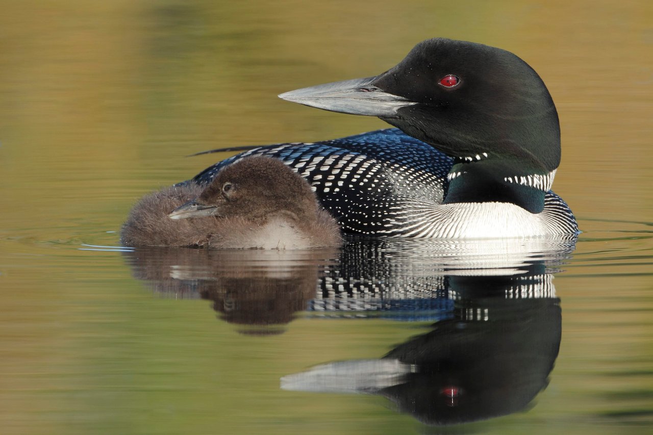 Wildlife near real estate in Pequot Lakes and Breezy Point, Minnesota