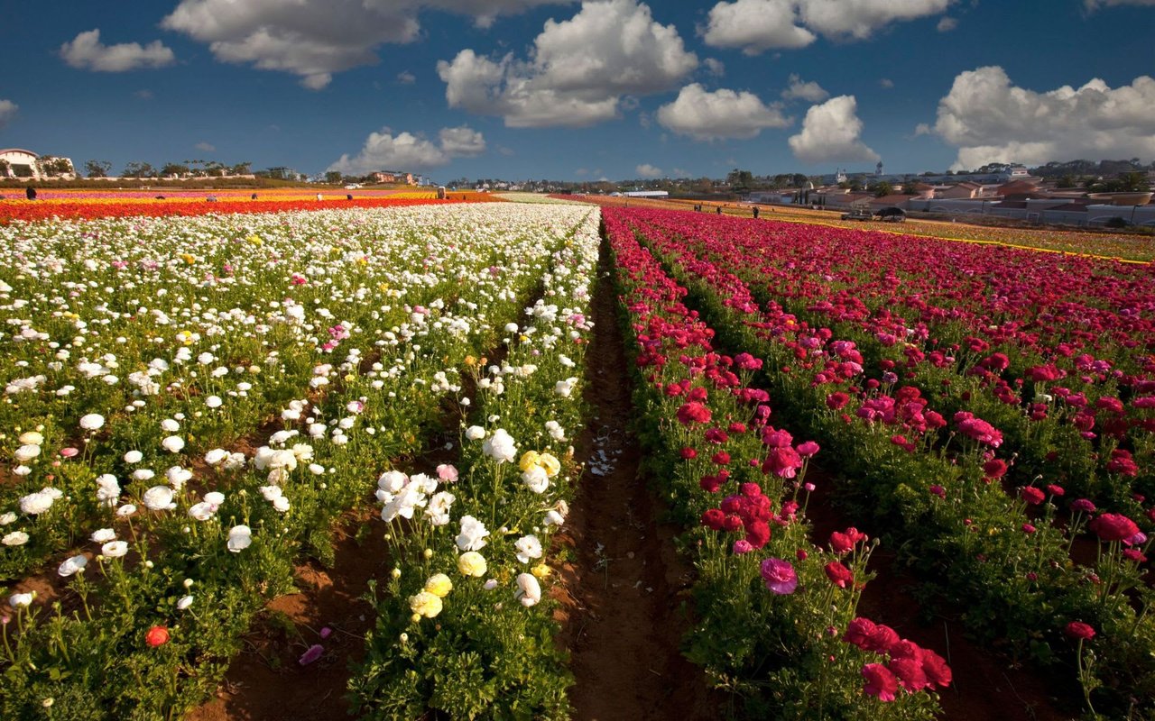Carlsbad