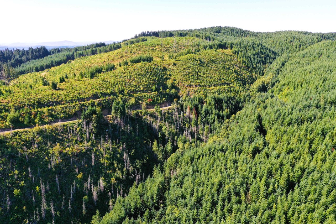 High Pass Tree Farm