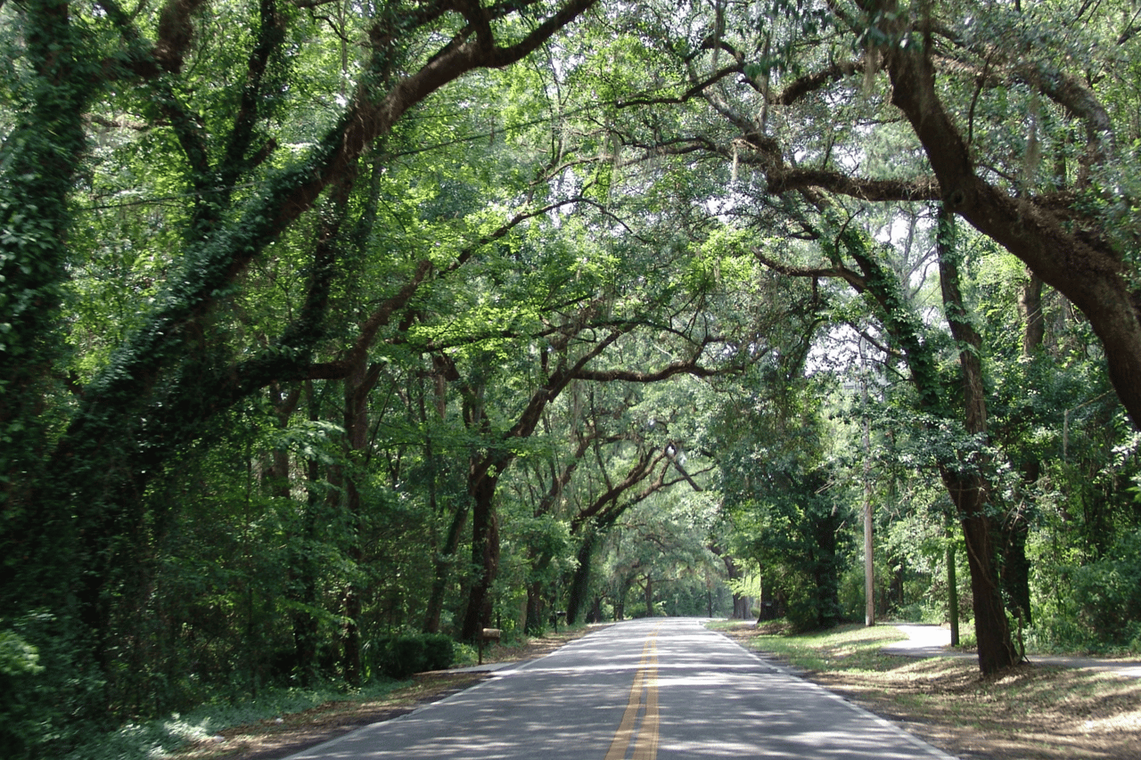 A scenic road lined with large, arching trees covered in Spanish moss. 