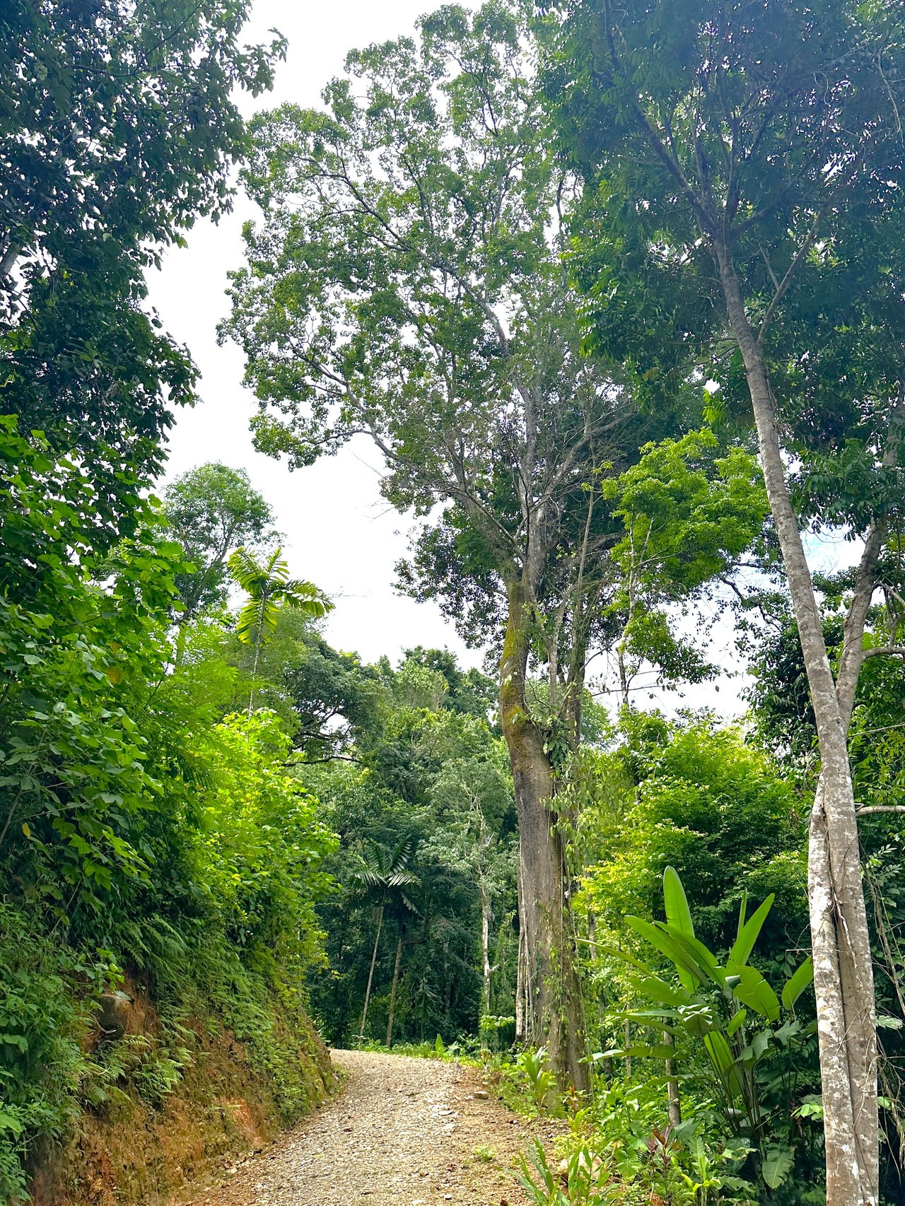 5.77 Acres With 4 Building Sites. Ocean Views, Rivers And Rainforest Abound In Cinco Ventanas! Ojochal 
