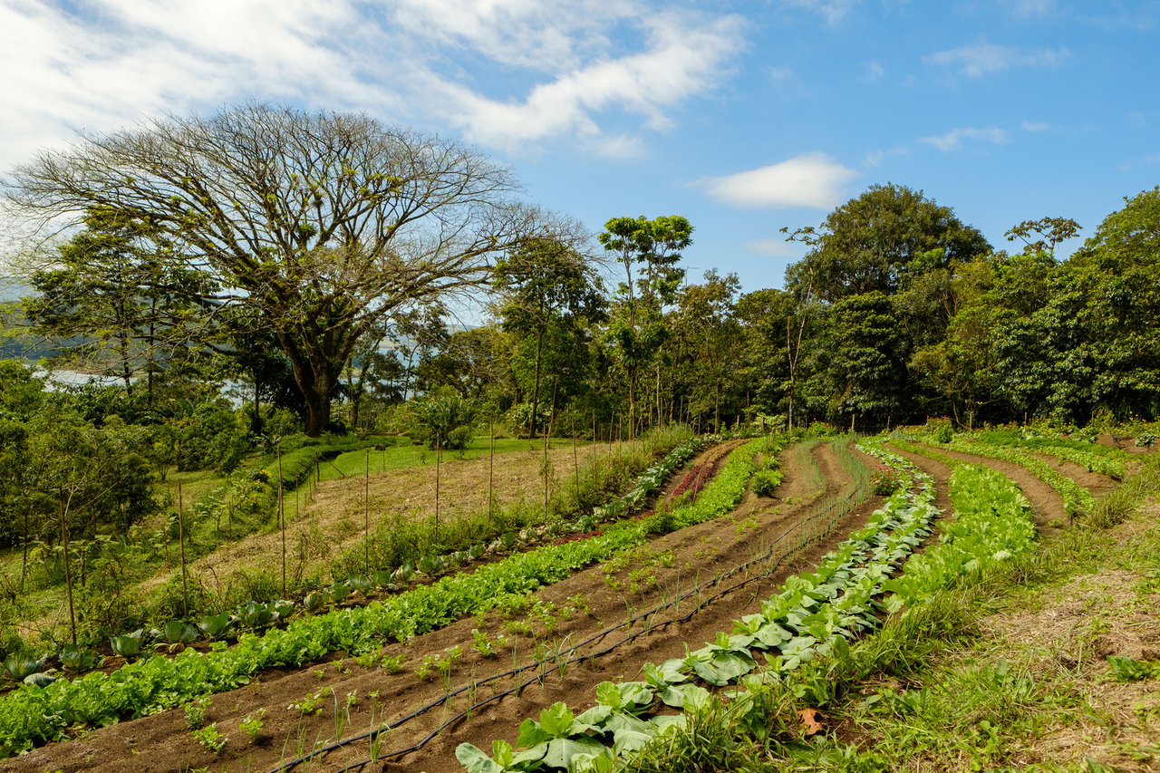 Organic Sustainable Lakefront Farm, Lake Arenal, Alajuela