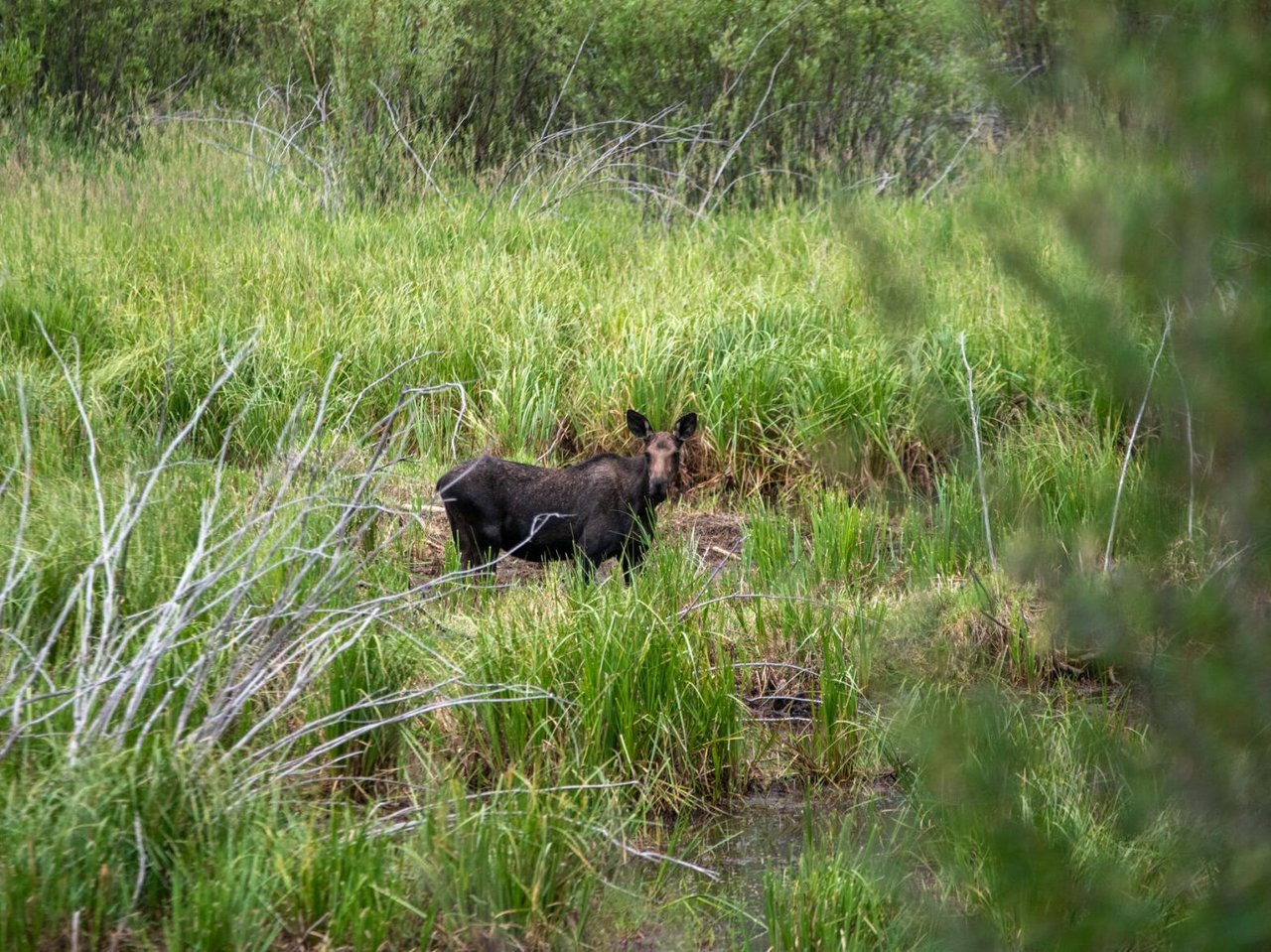With More Wildlife Comes More Responsibilities for City of Aspen