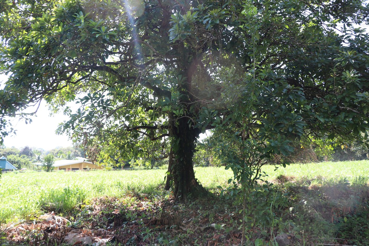 Over 3 Acres, Mountain View Lot in the Heart of Ojochal, Ready for Development!.