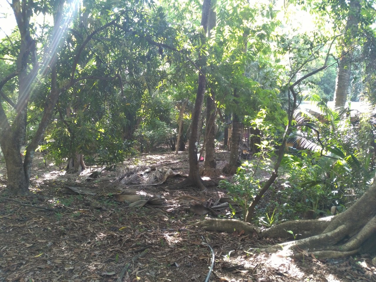 Private Secluded Beachfront Lot, Santa Teresa, Puntarenas