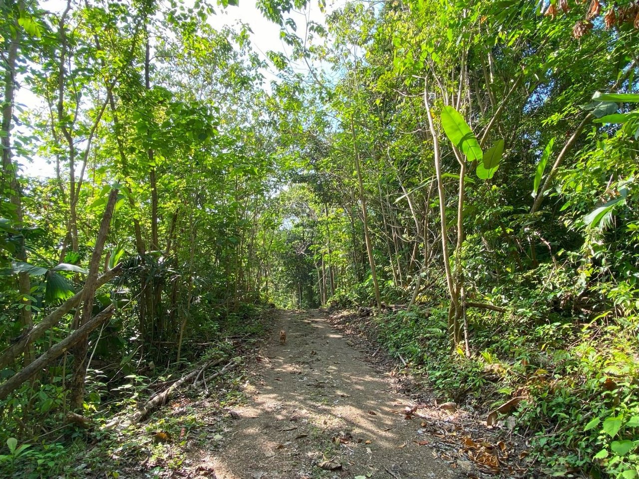 Mountain River View Farm, Osa, Puntarenas
