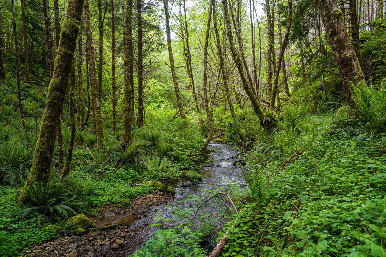 Three Rivers Conservation Project - Ensuring Roosevelt Elk Habitat