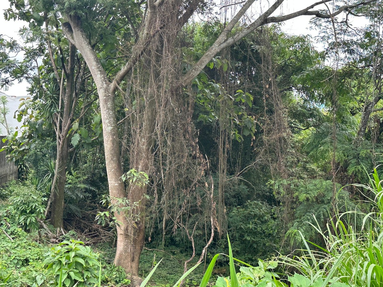 Lush Butterfly Garden Building Lot, Heredia