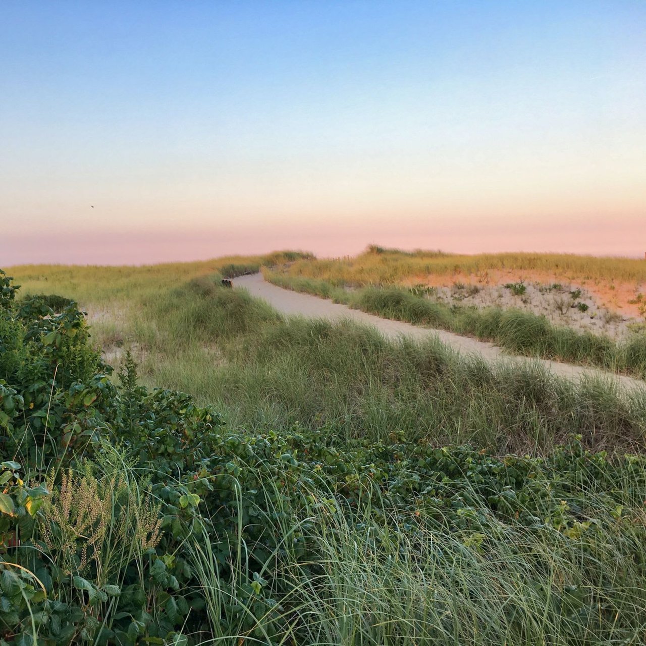  A sandy path winds through tall, windswept green and golden grasses on a dune at dusk.