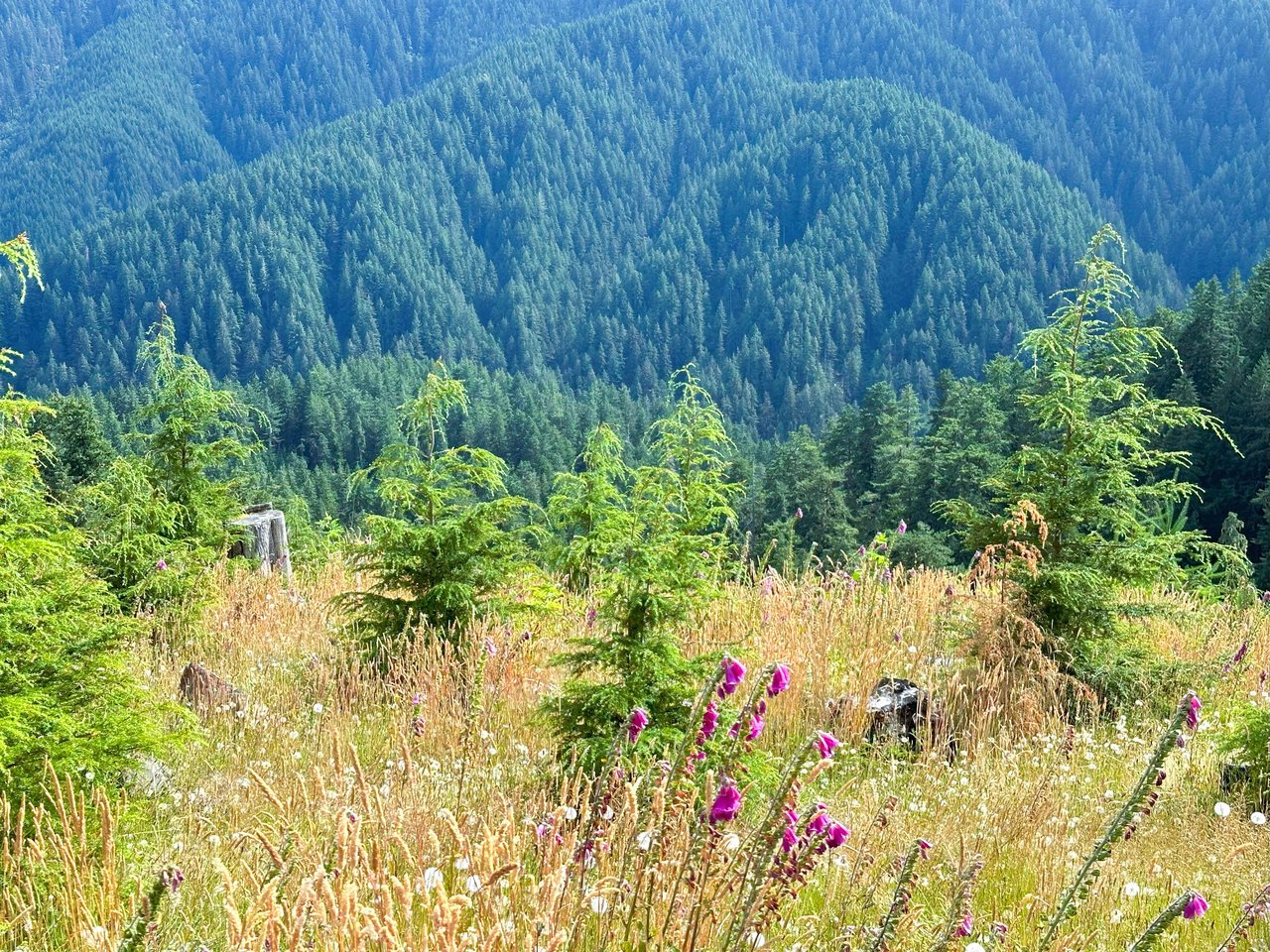 Cummins Creek Wilderness Overlook