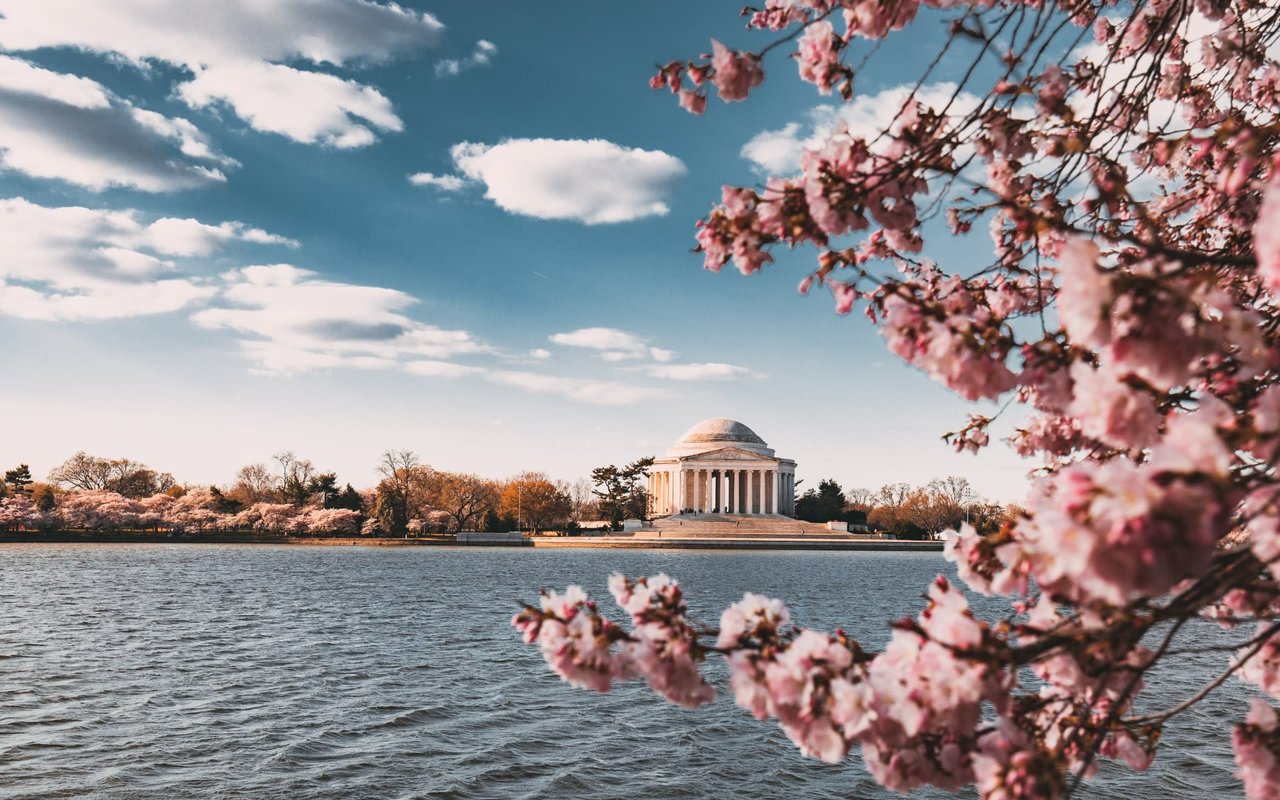 A cherry blossom tree in full bloom in front of the Washington Monument in Washington, D.C