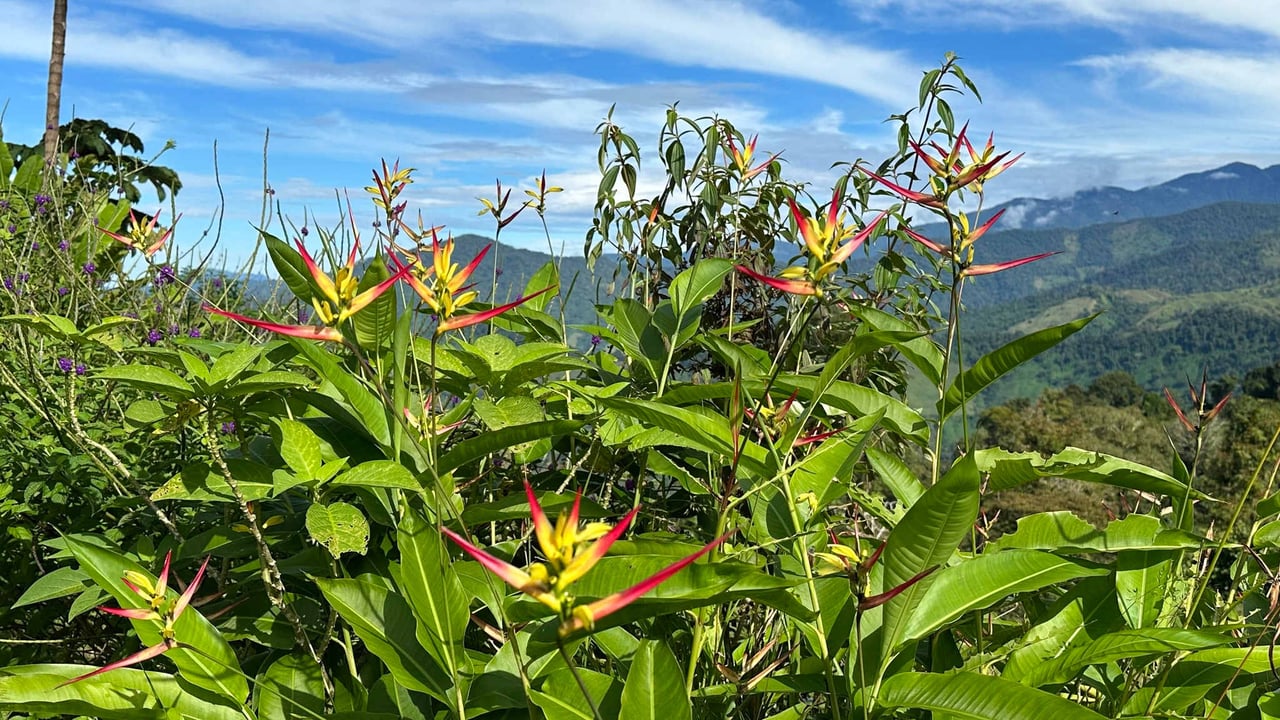 Beautiful Mountain View Farm for Sale