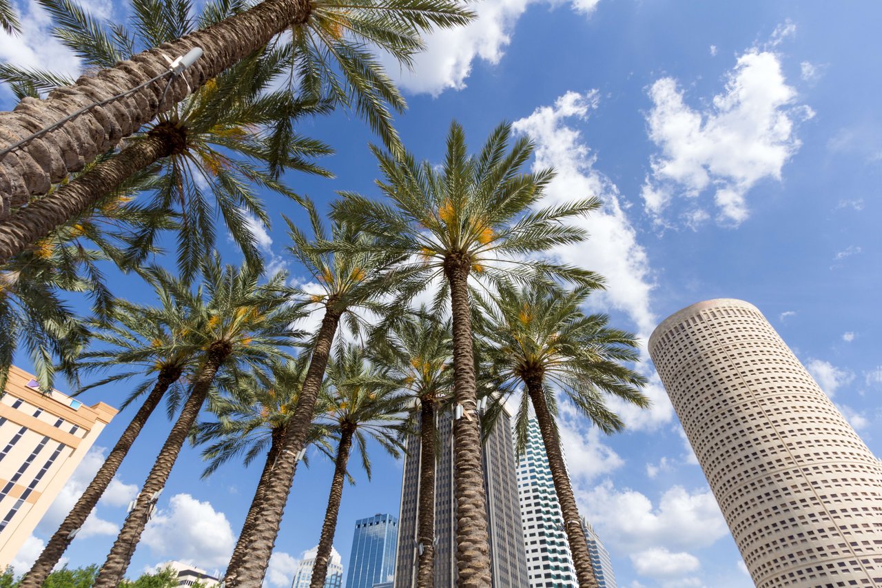Behind and between the fronds, several modern skyscrapers are visible, including a distinctive tall, cylindrical building