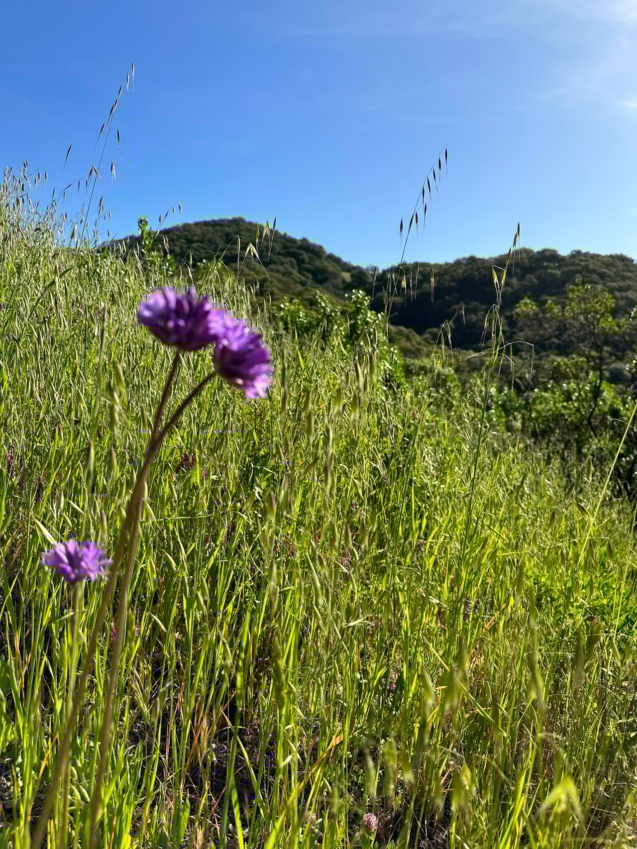 Best Trail to Enjoy the Marin Superbloom Wildflowers