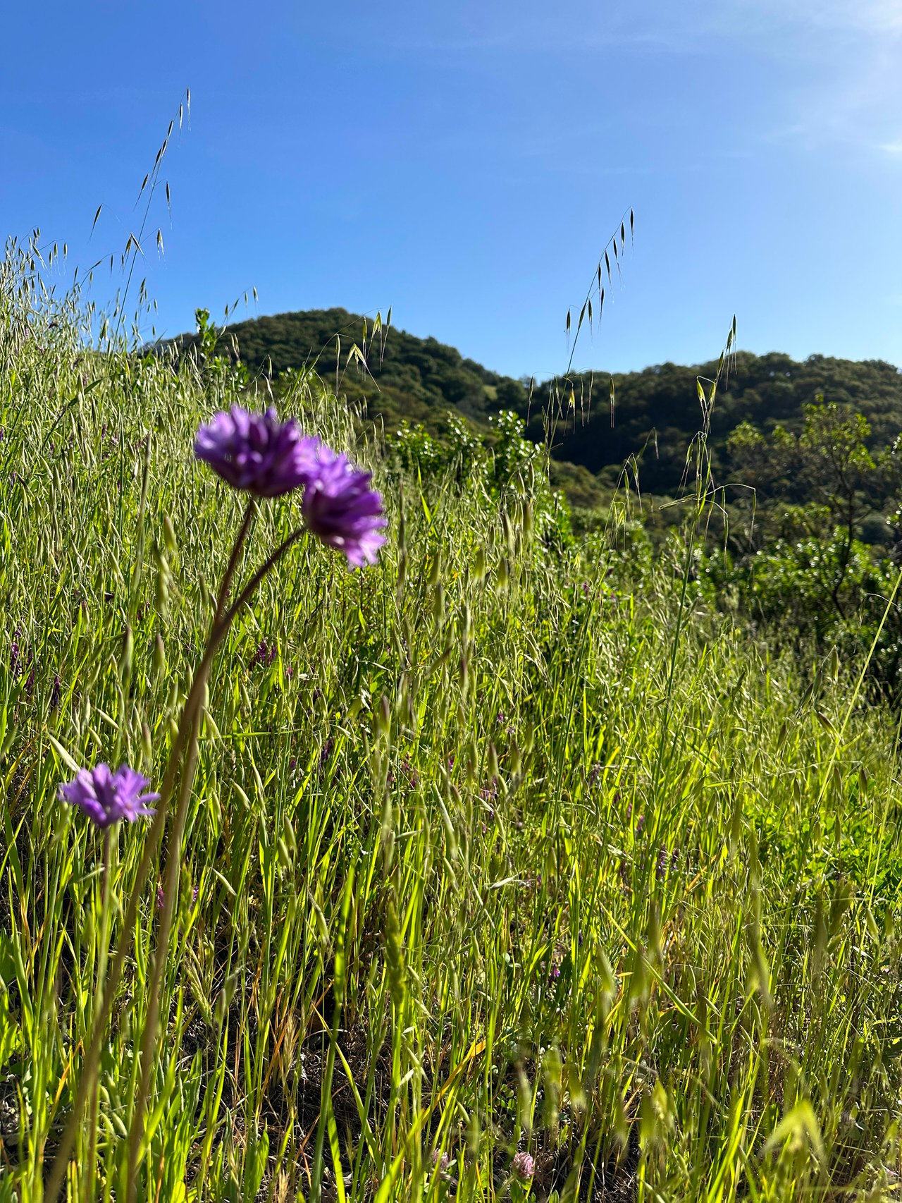 Best Trail to Enjoy the Marin Superbloom Wildflowers 