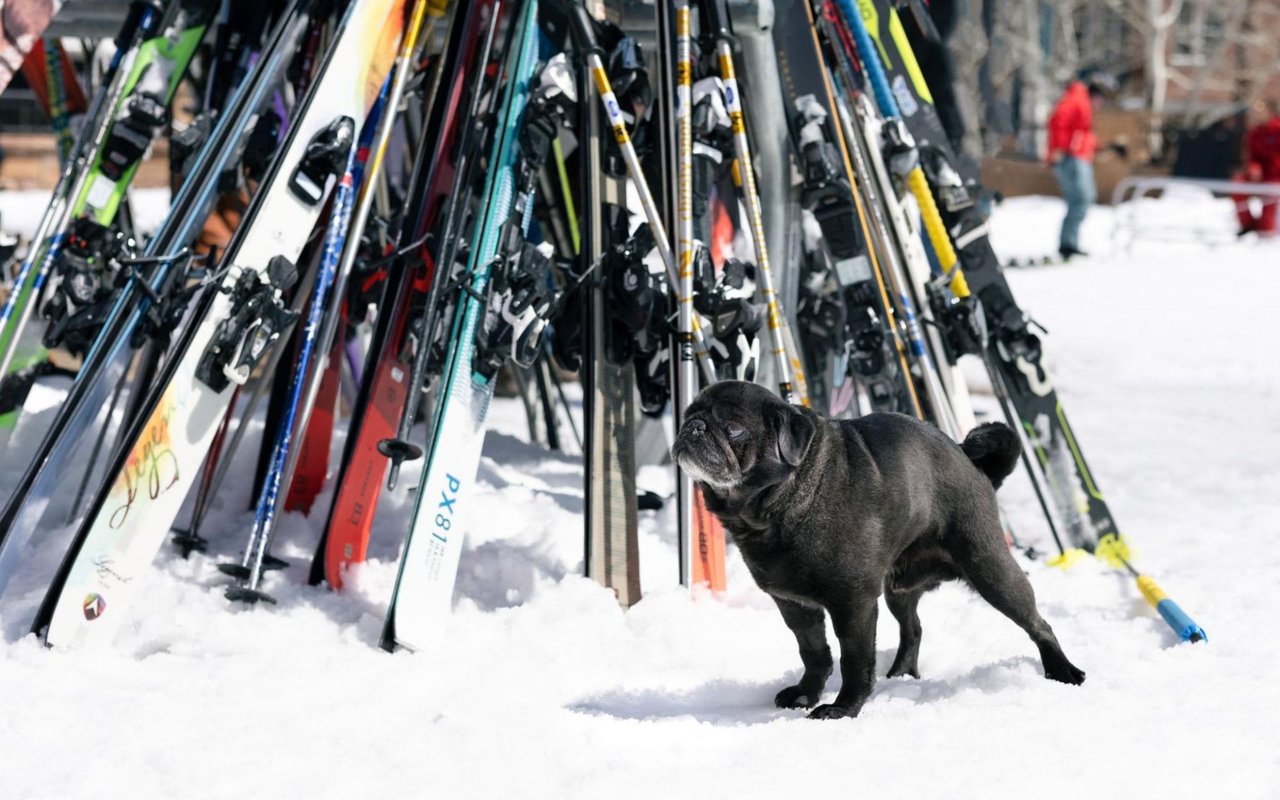 The Ultimate Guide To Pet-Friendly Park City