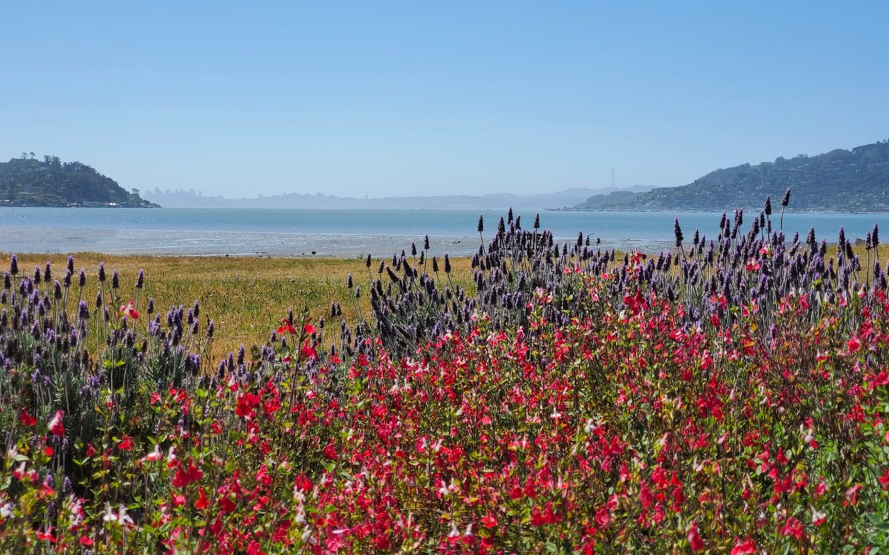 Family Life in Tiburon, CA: A Guide to Schools, Parks, and Attractions