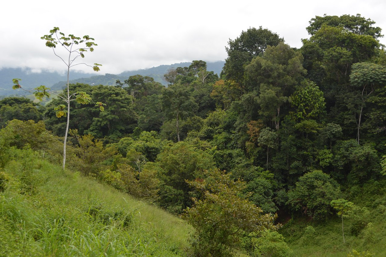 7.6 Acres Calle Camaron Platanillo