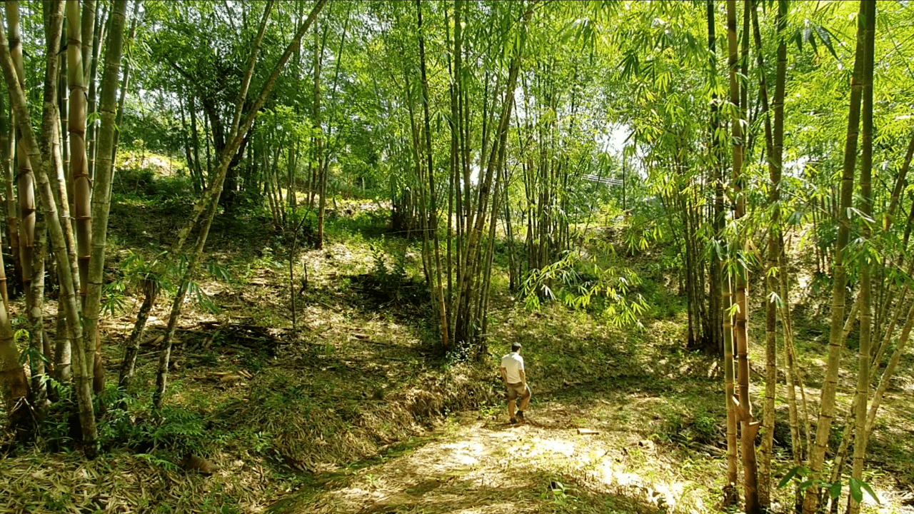 Bamboo & Forest Property #2 for Sale