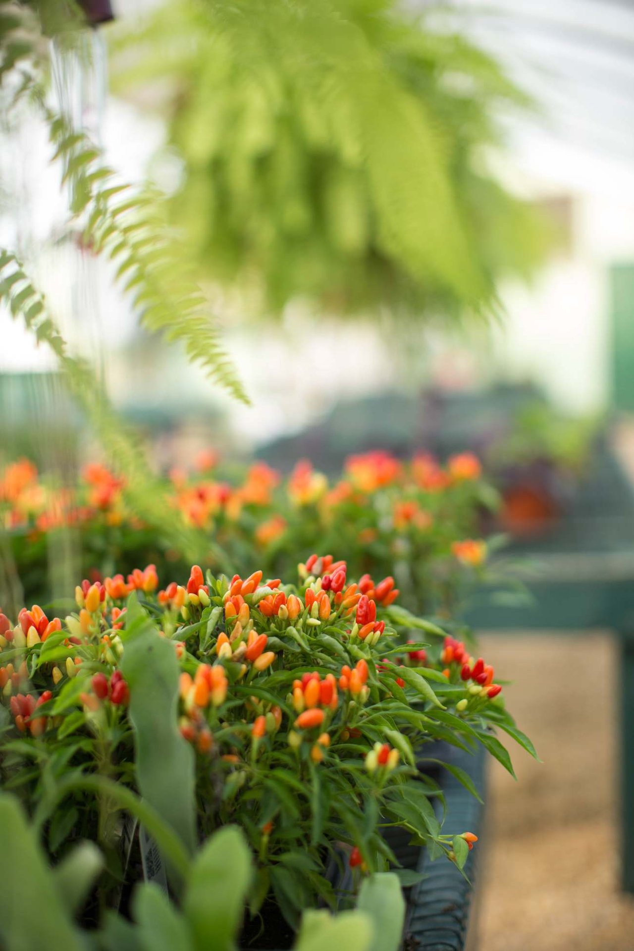 The Bee’s Knees – Part 2