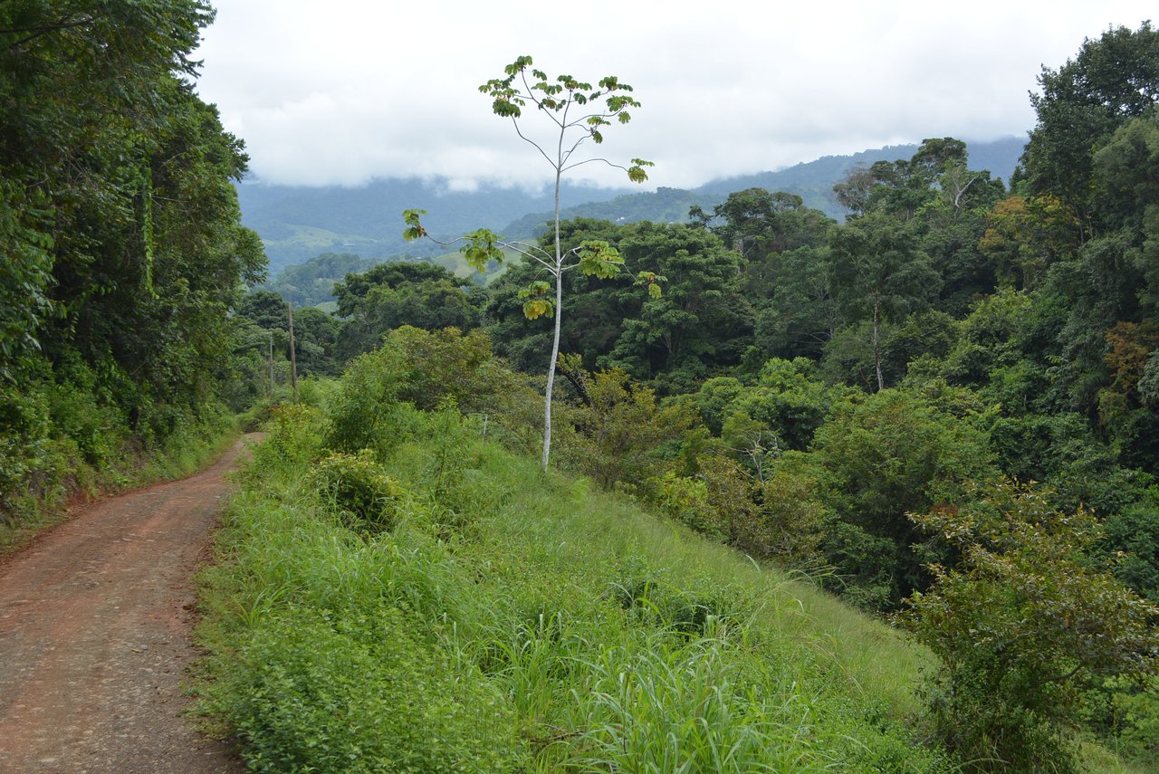 7.6 Acres Calle Camaron Platanillo