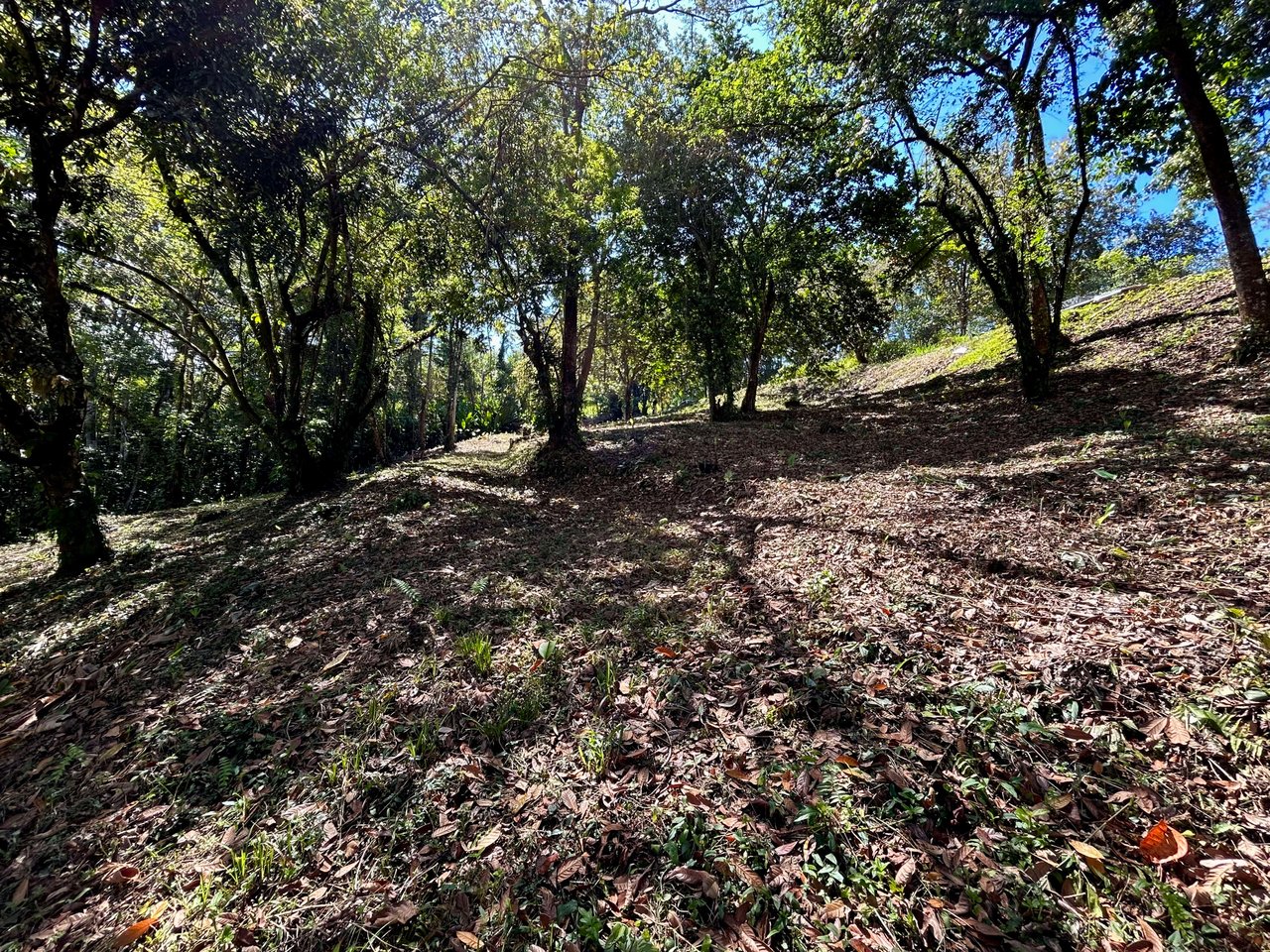 Gorgeous Property Above Playa Colonia, Forest Views