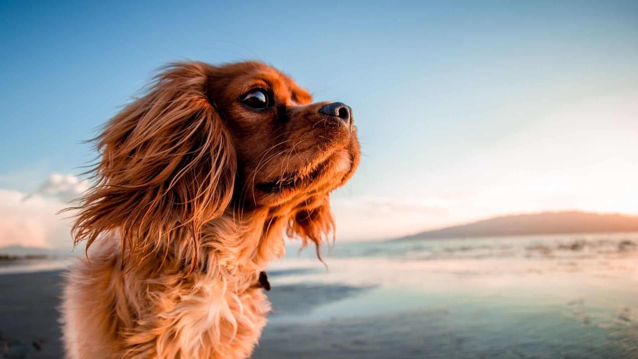 The Best Dog Parks in San Mateo