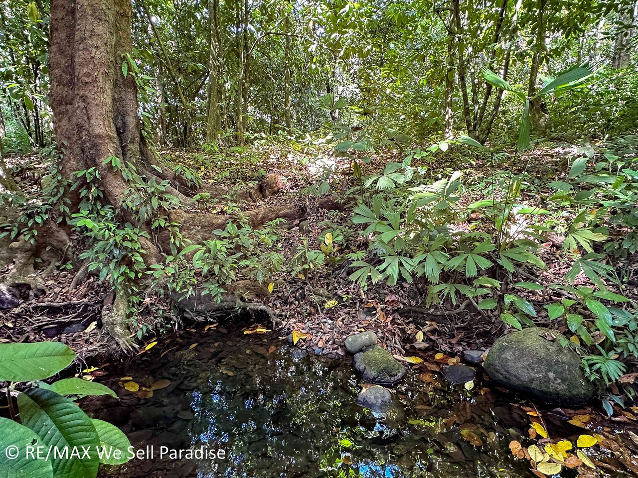 A large jungle-clad piece of land with mountain views, internal creek, and river frontage.