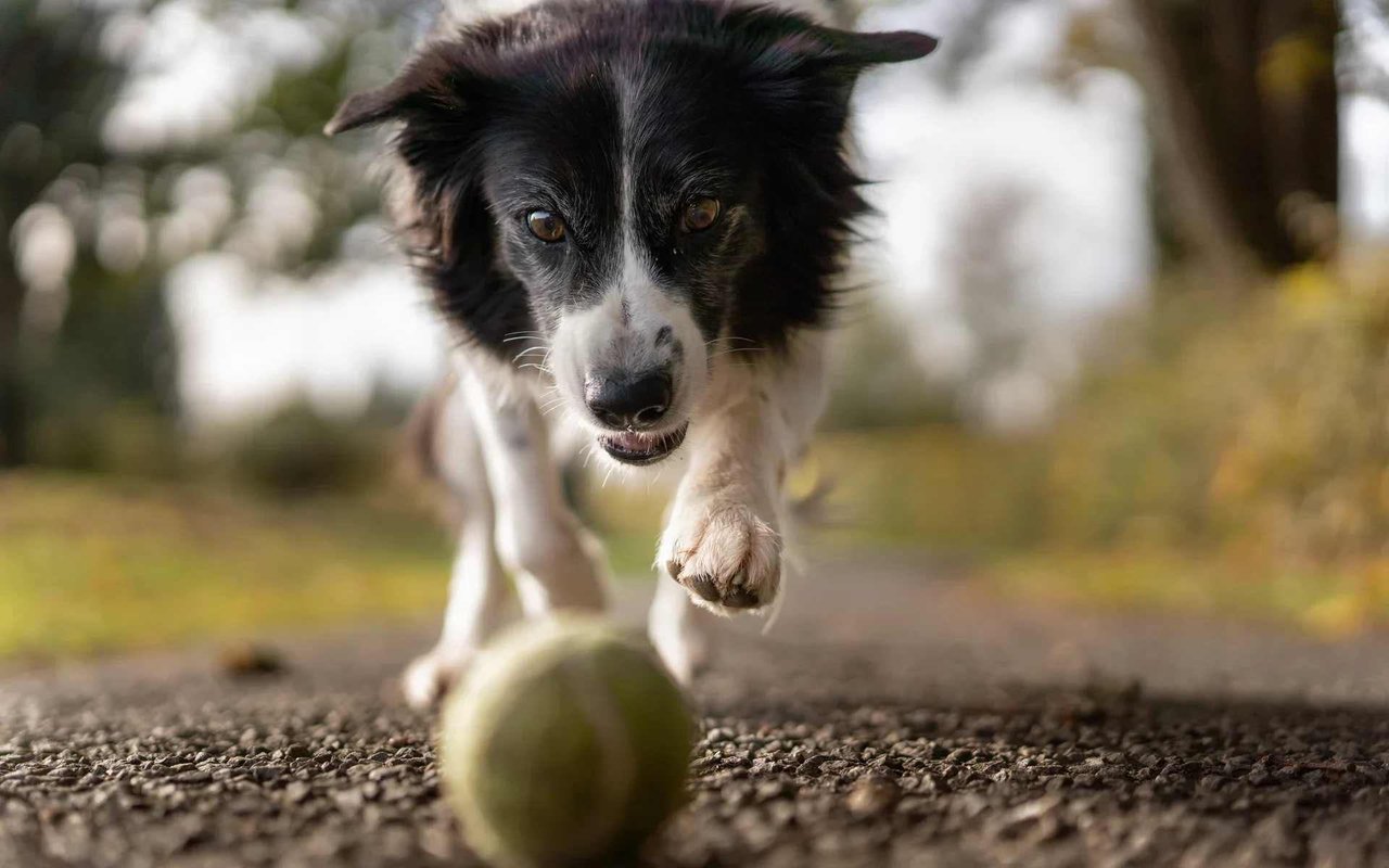 What Makes Austin A Dog-Friendly City
