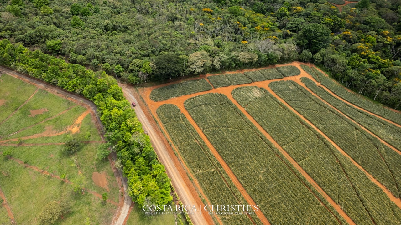 Finca Buenos Aires