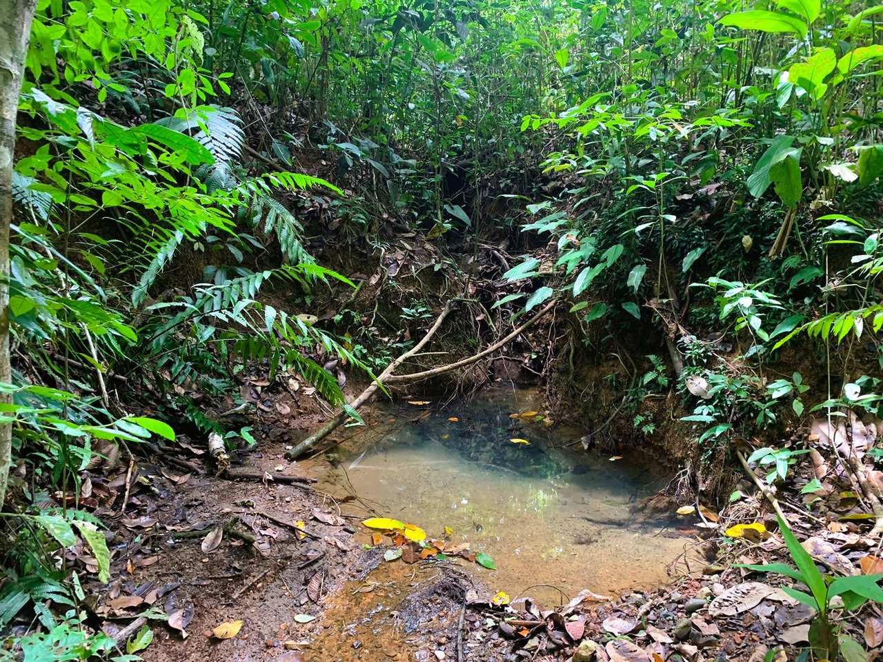 Wildlife Reserve Farm close to Ojochal