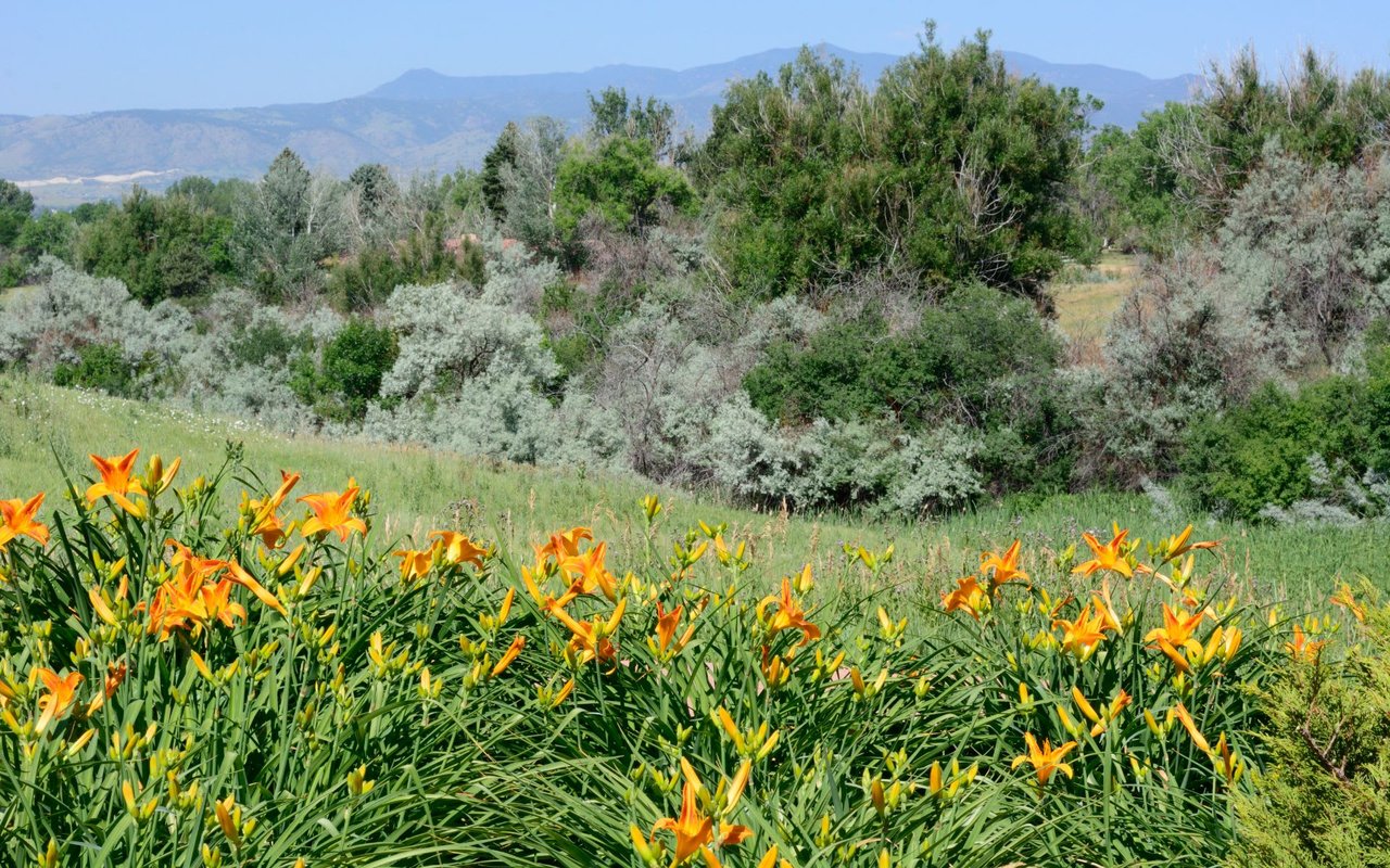 Arvada